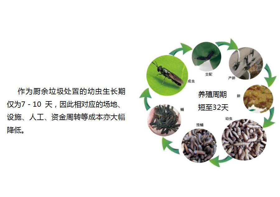 黑水虻怎么處理餐廚垃圾？